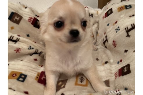 成約済の福岡県のチワワ(ロングコート)-307257の6枚目