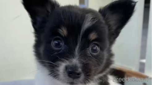 成約済の福岡県のミックス犬-314452の6枚目