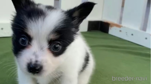 成約済の福岡県のミックス犬-314453の6枚目