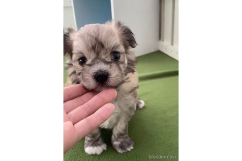 成約済の福岡県のチワマル:チワワ×マルチーズ-314454の13枚目