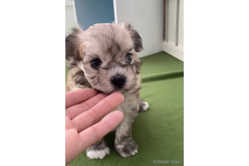 成約済の福岡県のチワマル:チワワ×マルチーズ-314454の14枚目