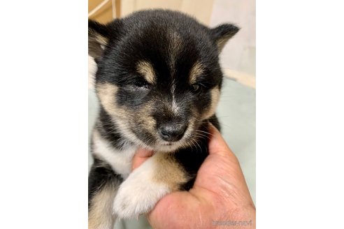 成約済の奈良県の豆柴-314066の3枚目