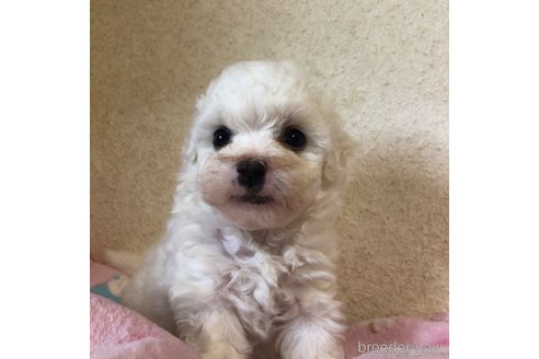 成約済の愛知県のビションフリーゼ-312993の13枚目