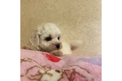 成約済の愛知県のビションフリーゼ-312993の15枚目