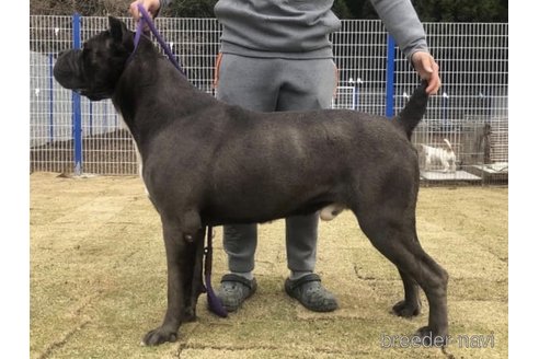 成約済の東京都のイタリアンコルソドッグ(カネコルソ)-314461の2枚目