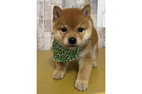 成約済の茨城県の豆柴-314460の1枚目