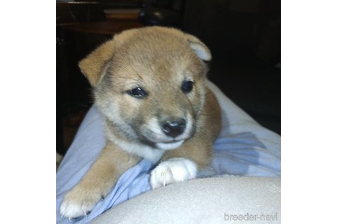 成約済の岐阜県の柴犬-308391の4枚目