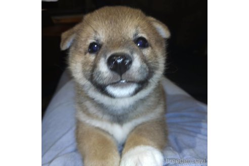 成約済の岐阜県の柴犬-308391の3枚目
