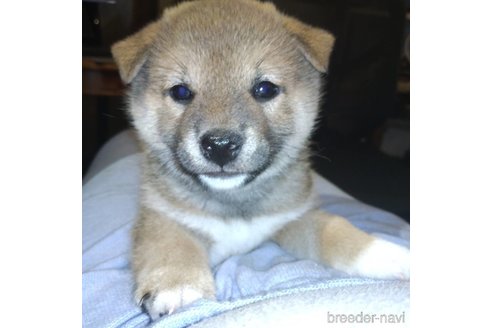 成約済の岐阜県の柴犬-308391の1枚目