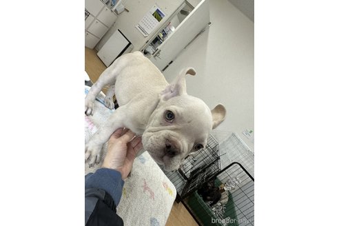 成約済の千葉県のフレンチブルドッグ-314473の9枚目