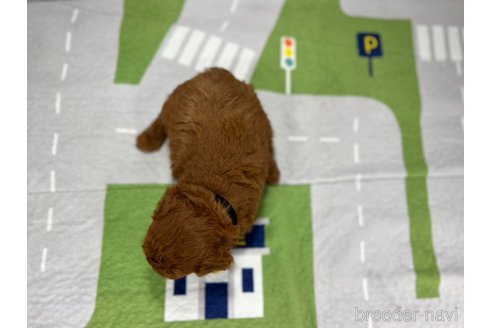 成約済の愛知県のトイプードル-314478の3枚目