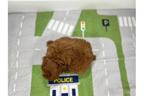 成約済の愛知県のトイプードル-314479の2枚目