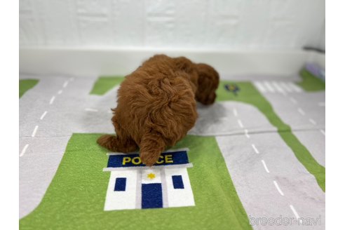 成約済の愛知県のトイプードル-314479の4枚目