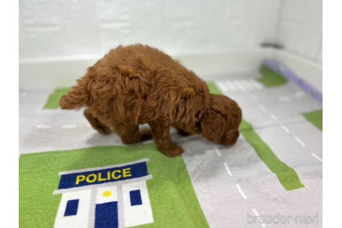 成約済の愛知県のトイプードル-314479の5枚目