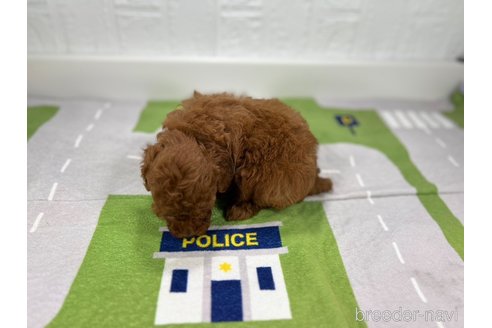 成約済の愛知県のトイプードル-314479の6枚目