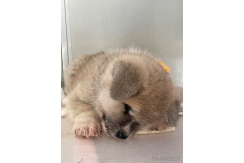 成約済の岩手県の秋田犬-308611の3枚目