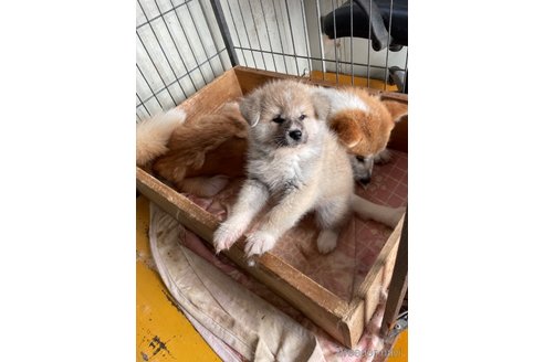 成約済の岩手県の秋田犬-308611の2枚目