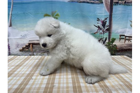 成約済の千葉県のサモエド-314489の4枚目