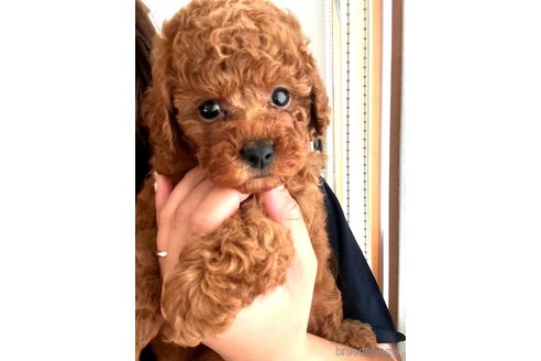 成約済の茨城県のトイプードル-313321の1枚目