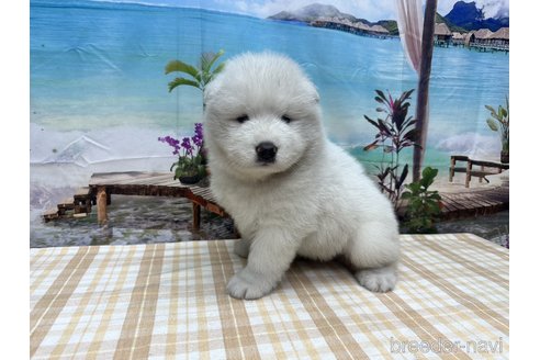 成約済の千葉県のサモエド-314490の2枚目