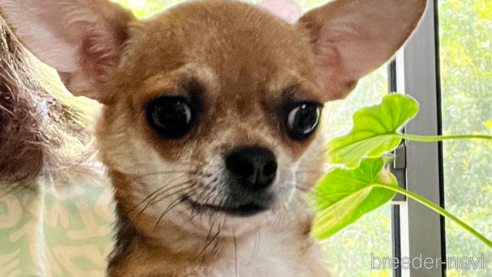 スイートちゃん1枚目
