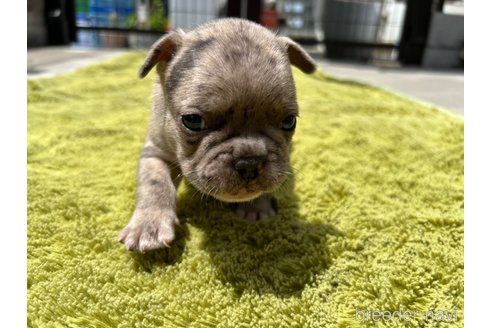 成約済の茨城県のフレンチブルドッグ-314557の2枚目