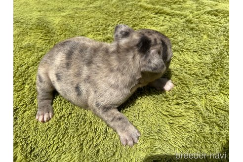 成約済の茨城県のフレンチブルドッグ-314557の3枚目