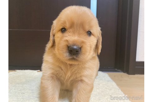 成約済の神奈川県のゴールデンレトリーバー-309893の1枚目