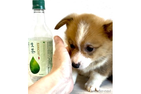 成約済の奈良県のウェルシュコーギーペンブローク-314482の6枚目
