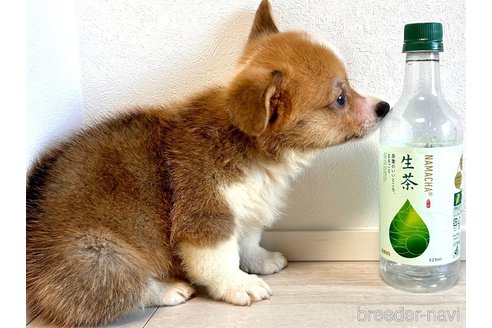 成約済の奈良県のウェルシュコーギーペンブローク-314482の7枚目