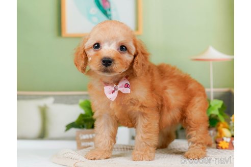 成約済の神奈川県のトイプードル-314533の7枚目