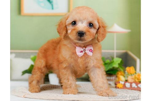 成約済の神奈川県のトイプードル-314533の8枚目