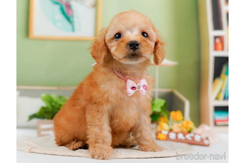 成約済の神奈川県のトイプードル-314533の9枚目