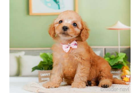 成約済の神奈川県のトイプードル-314533の10枚目