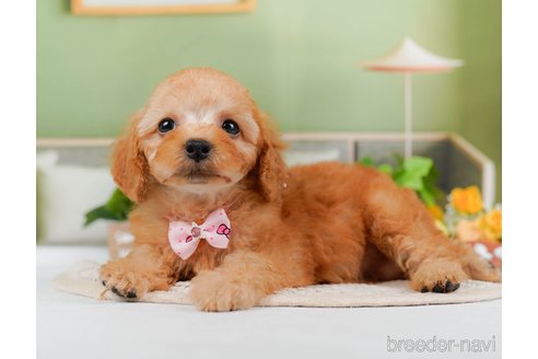 成約済の神奈川県のトイプードル-314533の11枚目