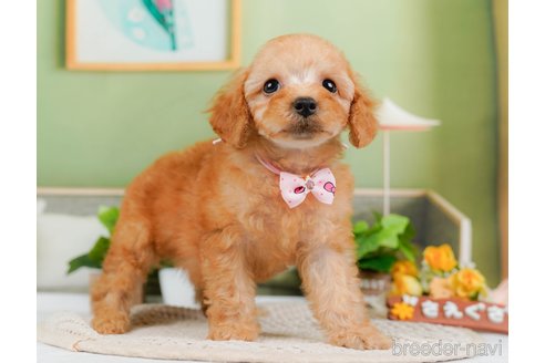 成約済の神奈川県のトイプードル-314533の3枚目