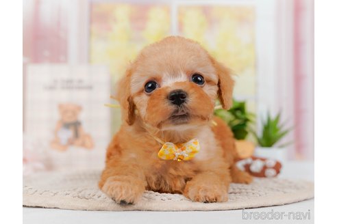 成約済の神奈川県のトイプードル-314534の10枚目