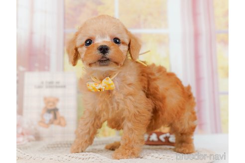 成約済の神奈川県のトイプードル-314534の6枚目