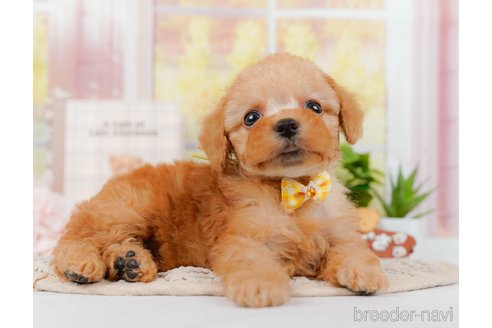 成約済の神奈川県のトイプードル-314534の8枚目