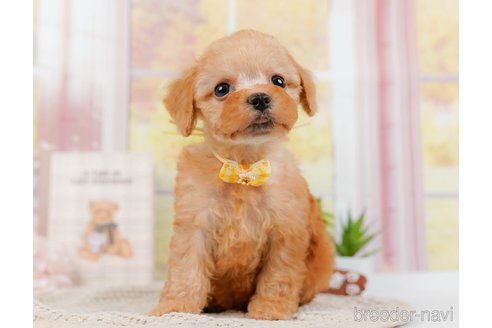 成約済の神奈川県のトイプードル-314534の9枚目