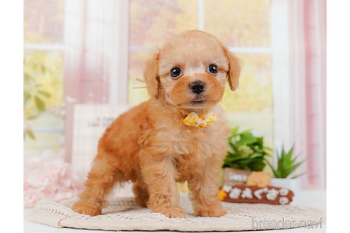 成約済の神奈川県のトイプードル-314534の3枚目