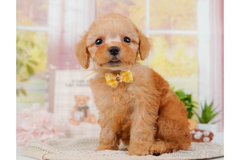 成約済の神奈川県のトイプードル-314534の1枚目