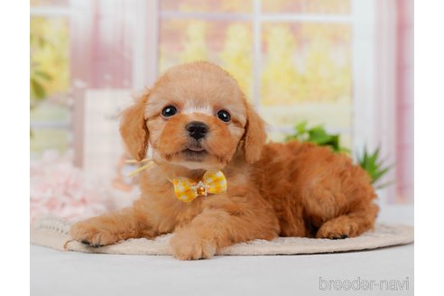 成約済の神奈川県のトイプードル-314534の4枚目