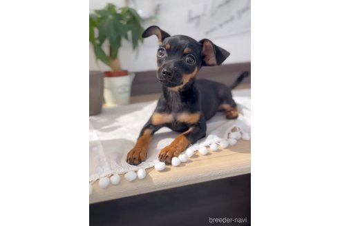 成約済の福岡県のミックス犬-302529の2枚目