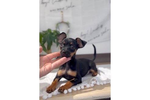 成約済の福岡県のミックス犬-302529の3枚目