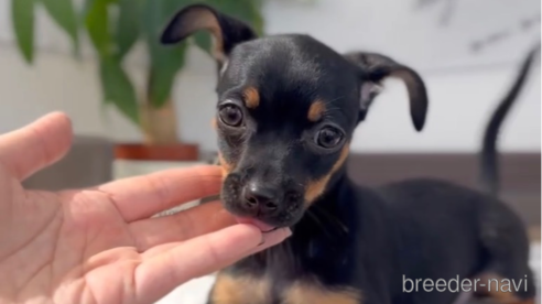 成約済の福岡県のミックス犬-302529の1枚目