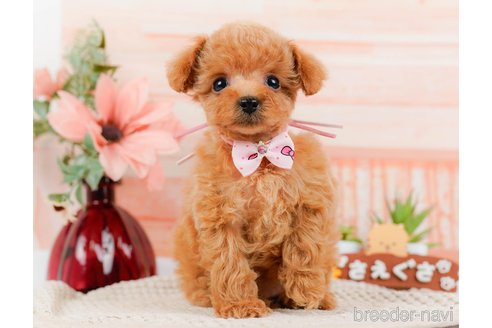 成約済の神奈川県のタイニープードル-314535の12枚目