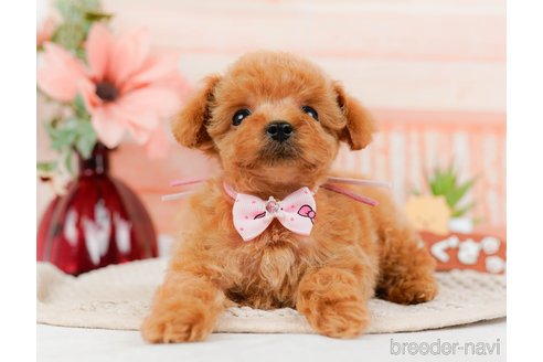 成約済の神奈川県のタイニープードル-314535の13枚目