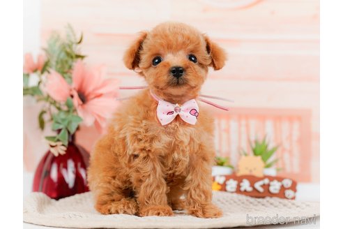 成約済の神奈川県のタイニープードル-314535の6枚目