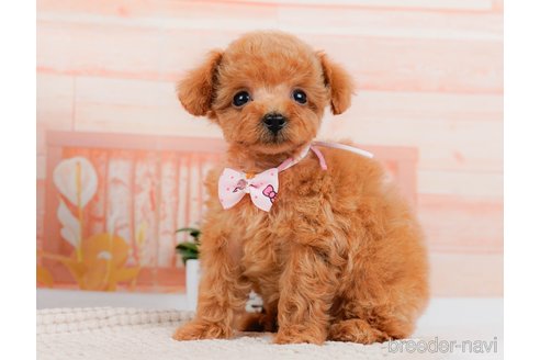 成約済の神奈川県のタイニープードル-314535の8枚目